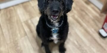 Final feliz: localizan a Boro, el perro perdido en el accidente de tren en España