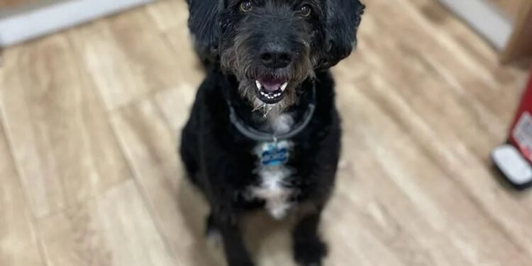 Final feliz: localizan a Boro, el perro perdido en el accidente de tren en España