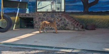 No era safari ni zoológico: Profepa rescata animales exóticos de una casa en Querétaro