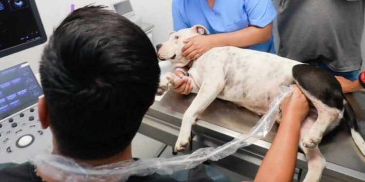 ¡Al fin! Peluditos tendrán su propio hospital