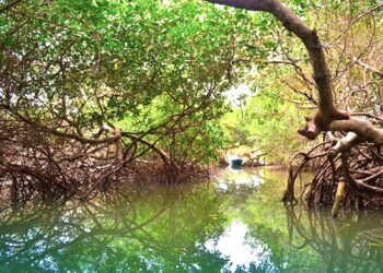 Se defiende municipio OPB de amparo por presuntamente favorecer a Royal Caribbean