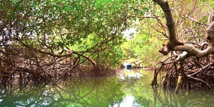 Se defiende municipio OPB de amparo por presuntamente favorecer a Royal Caribbean