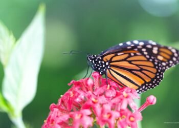 Monarcas abren fronteras científicas en Cozumel; documentan huevecillos por primera vez