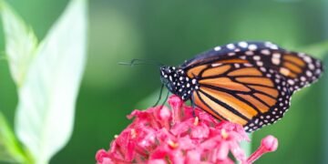 Monarcas abren fronteras científicas en Cozumel; documentan huevecillos por primera vez