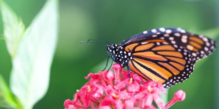 Monarcas abren fronteras científicas en Cozumel; documentan huevecillos por primera vez