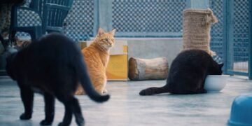 Advierten sobre acumulación de mascotas y síndrome del Arca de Noé