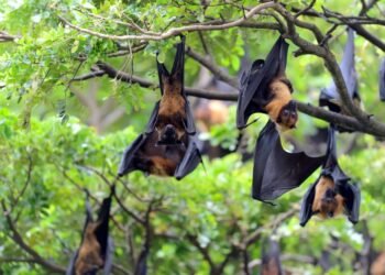 Alerta por virus Nipah: lo confirmado y lo que descartan las autoridades