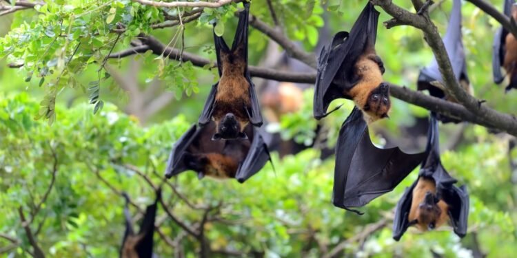 Alerta por virus Nipah: lo confirmado y lo que descartan las autoridades