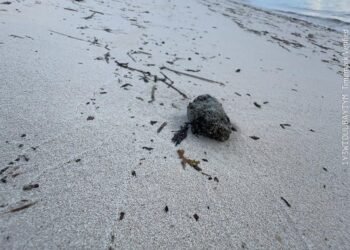 Descartan contaminación fecal humana en playas de Cancún