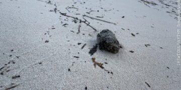 Descartan contaminación fecal humana en playas de Cancún
