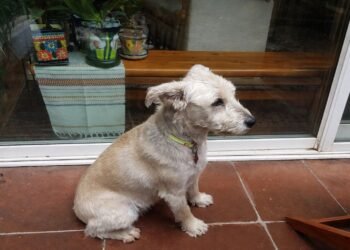 Político mexicano denuncia la muerte de su perrito tras ataque de pastor belga