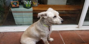 Político mexicano denuncia la muerte de su perrito tras ataque de pastor belga