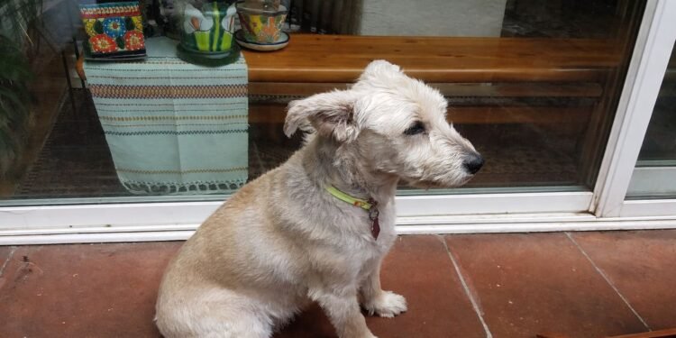 Político mexicano denuncia la muerte de su perrito tras ataque de pastor belga