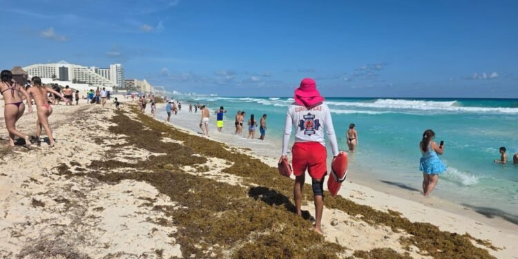 ¡Sargazo a la vista! Flotan más de 6,400 toneladas frente al Caribe mexicano