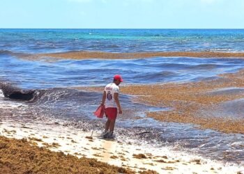 ¡Alerta en el Caribe! Prevén 90 mil toneladas de sargazo para primavera y verano