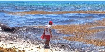 ¡Alerta en el Caribe! Prevén 90 mil toneladas de sargazo para primavera y verano