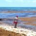 ¡Alerta en el Caribe! Prevén 90 mil toneladas de sargazo para primavera y verano