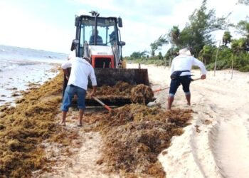 Sargazo inesperado moviliza rápidamente a las autoridades en el Caribe Mexicano