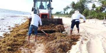 Sargazo inesperado moviliza rápidamente a las autoridades en el Caribe Mexicano