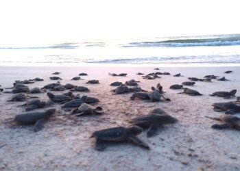 ¡Al mar más de un millón de tortugas bebé en Cancún!