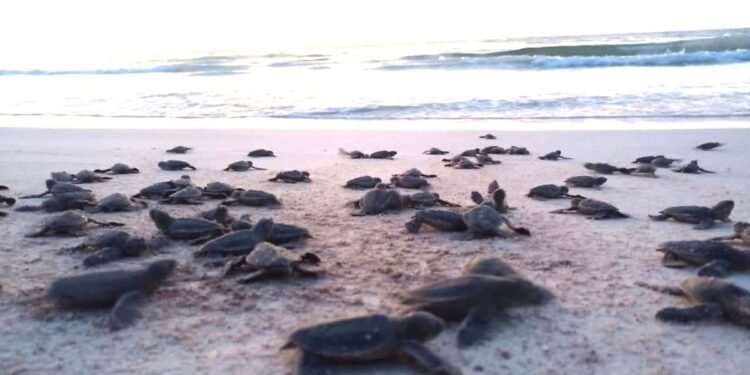 ¡Al mar más de un millón de tortugas bebé en Cancún!
