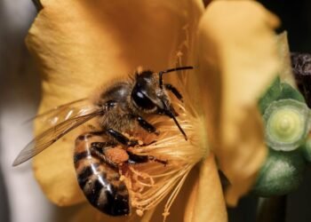 ¿Sabías que en Perú las abejas ya tienen derechos legales?