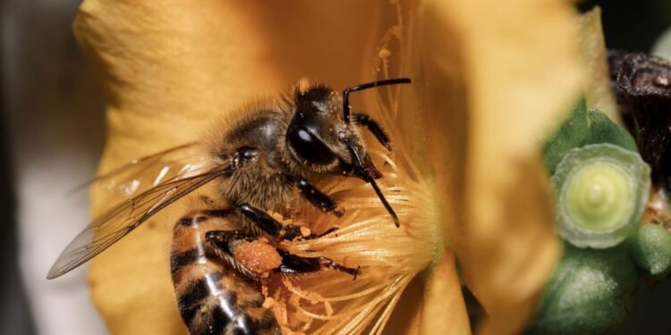 ¿Sabías que en Perú las abejas ya tienen derechos legales?