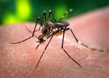Dengue en ascenso: Quintana Roo pica fuerte y entra al top 6 nacional con 33 casos confirmados