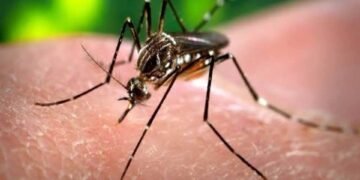 Dengue en ascenso: Quintana Roo pica fuerte y entra al top 6 nacional con 33 casos confirmados