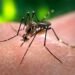 Dengue en ascenso: Quintana Roo pica fuerte y entra al top 6 nacional con 33 casos confirmados