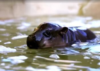 Arizona tiene una nueva estrella: Jellybean, el hipopótamo pigmeo que compite con Punch