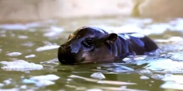 Arizona tiene una nueva estrella: Jellybean, el hipopótamo pigmeo que compite con Punch