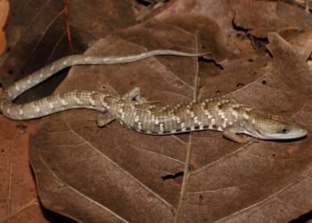 ¡No hay otra igual! Descubren nueva lagartija caimán endémica del occidente de México
