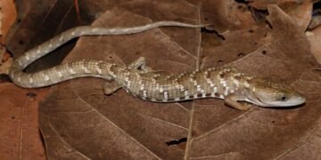 ¡No hay otra igual! Descubren nueva lagartija caimán endémica del occidente de México