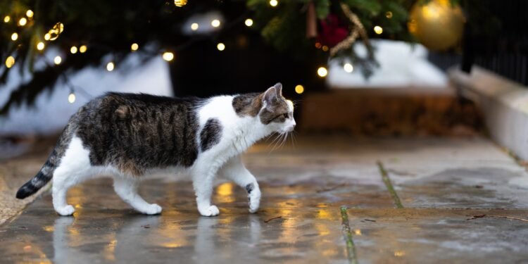 Ni Brexit ni crisis lo movieron: Larry, 15 años como jefe cazador de ratones del gobierno británico