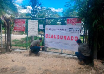 ¡Cero tolerancia! Profepa clausura cinco predios por tala y cambio ilegal de uso de suelo