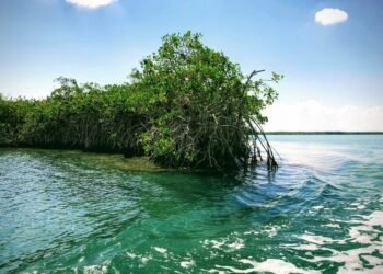 Paraíso en peligro: los humedales en riesgo crítico por desarrollo turístico y contaminación