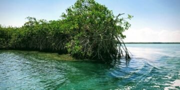 Paraíso en peligro: los humedales en riesgo crítico por desarrollo turístico y contaminación