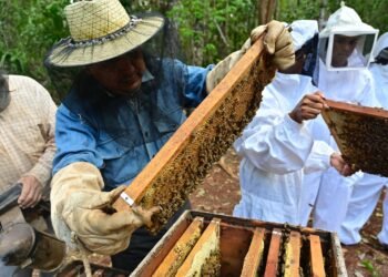 Quintana Roo solicita protección oficial para la miel de abeja melipona en la Zona Maya
