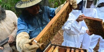 Quintana Roo solicita protección oficial para la miel de abeja melipona en la Zona Maya