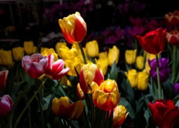 Donde hay flores, hay amor… al campo: México asegura abasto para este San Valentín