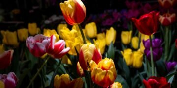 Donde hay flores, hay amor… al campo: México asegura abasto para este San Valentín