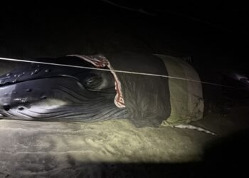 ¡De regreso al mar! Ballenato es rescatado en playas de Oaxaca y liberado con éxito