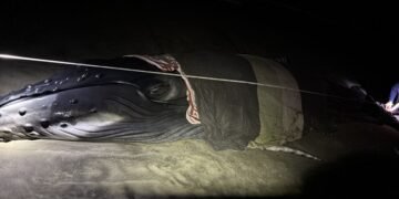 ¡De regreso al mar! Ballenato es rescatado en playas de Oaxaca y liberado con éxito