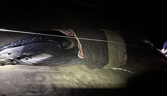 ¡De regreso al mar! Ballenato es rescatado en playas de Oaxaca y liberado con éxito