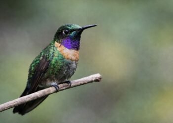 “El amor no se amarra”: lanzan campaña para proteger a los colibríes en San Valentín