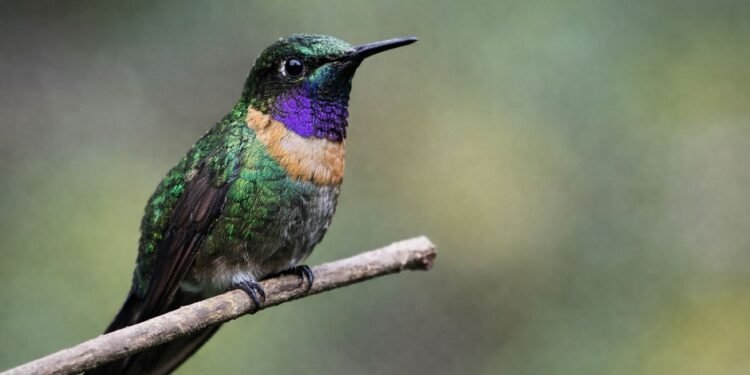 “El amor no se amarra”: lanzan campaña para proteger a los colibríes en San Valentín