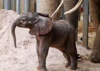 ¡Trompa nueva en Francia! N’Dala, elefanta ciega, da a luz y sorprende al mundo