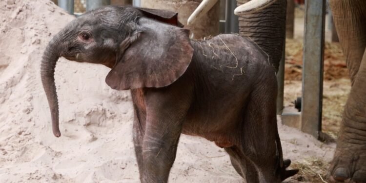 ¡Trompa nueva en Francia! N’Dala, elefanta ciega, da a luz y sorprende al mundo