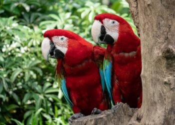 ¿Por qué no es buena idea soltar fauna o plantas en cualquier lugar? Profepa te lo explica